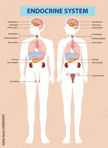 Illustration of male and female endocrine systems