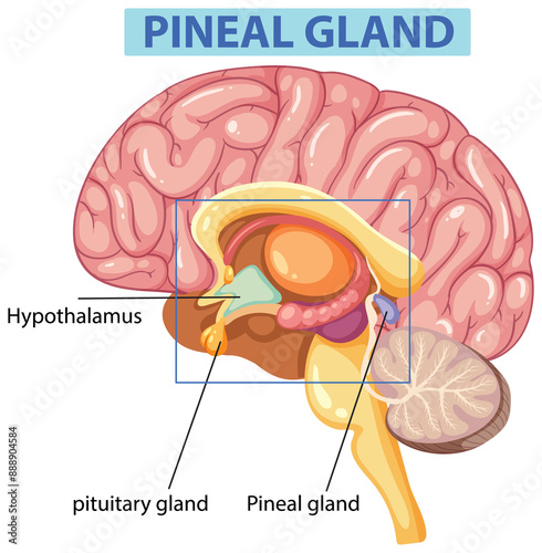 Detailed illustration of the pineal gland anatomy photo