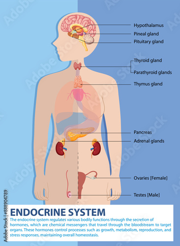 Illustration of endocrine glands and their functions