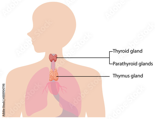 Illustration of thyroid, parathyroid, and thymus glands