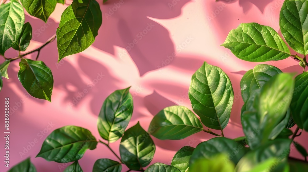 Green leaves isolated on pink background Green leaves isolated on pink background