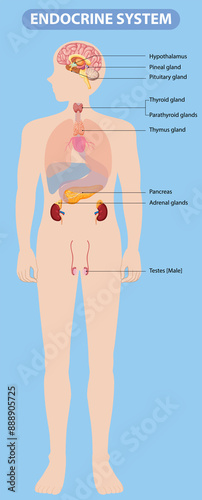 Illustration of major endocrine glands in the body
