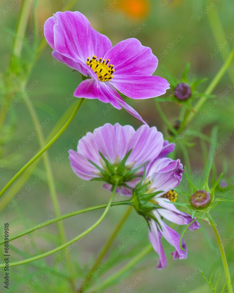 Fototapeta premium close up of flowers of cosmos