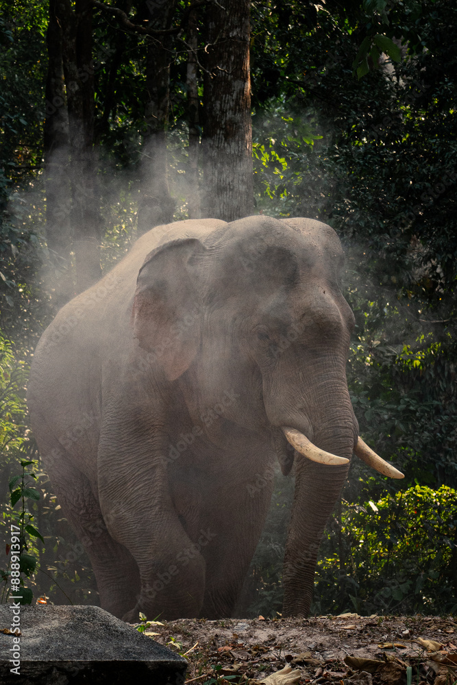 Obraz premium The wild elephant playing while people watching at Kaoyai Thailand.