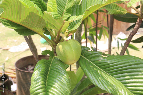 Dillenia indica commonly known as Elephant apple fruit plant photo