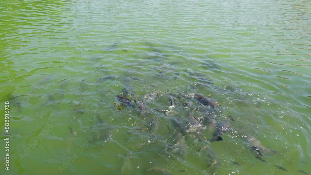 A school of fish swimming and feeding in a green pond, top view A school of fish swimming and feeding in a green pond, top view