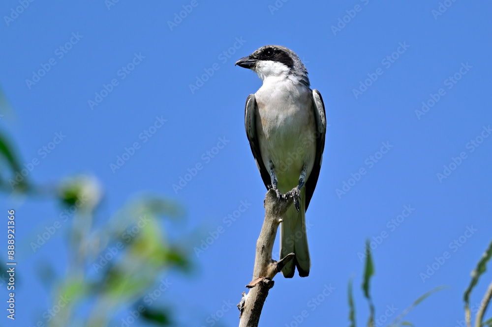 Schwarzstirnwürger // Lesser grey shrike (Lanius minor) - Nationalpark Körös-Maros, Ungarn Schwarzstirnwürger // Lesser grey shrike (Lanius minor) - Nationalpark Körös-Maros, Ungarn