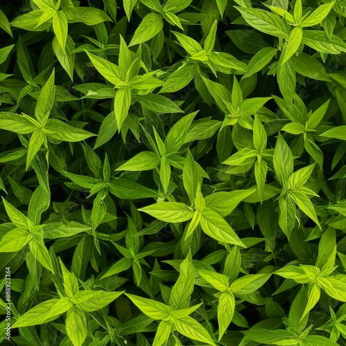 Many fresh lemon verbena leaves texture background, fragrant spices pattern, Aloysia citrodora