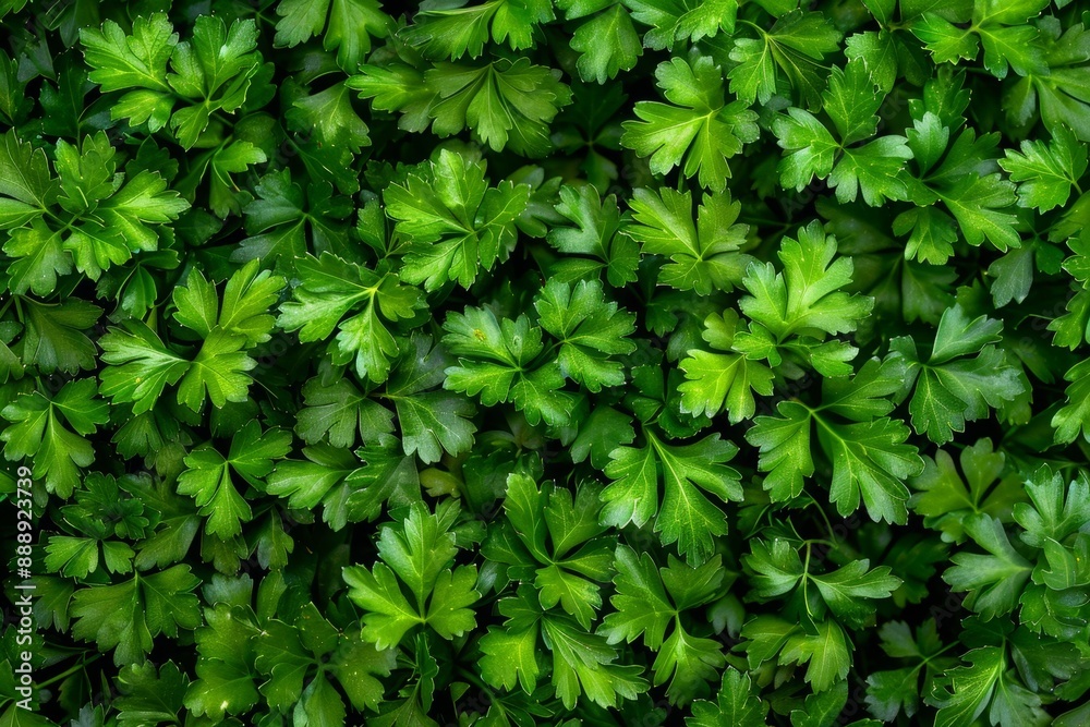 Green parsley texture background, petroselinum crispum leaves pattern, fresh herbal leaves banner Green parsley texture background, petroselinum crispum leaves pattern, fresh herbal leaves banner