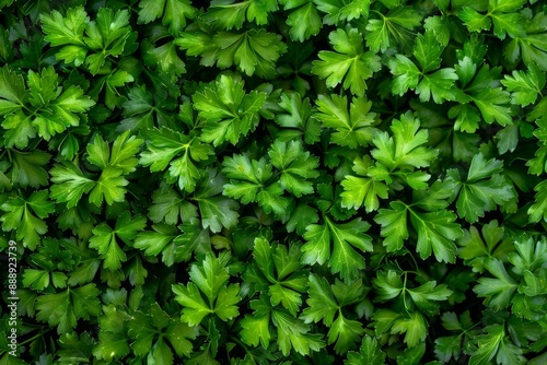 Green parsley texture background, petroselinum crispum leaves pattern, fresh herbal leaves banner