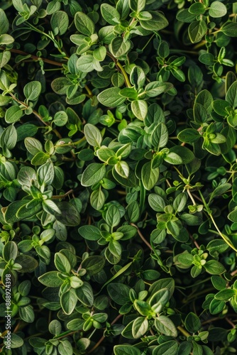 Wallpaper Mural Thyme texture background, thymus leaf banner, Thymus vulgaris pattern, fresh herbal leaves banner Torontodigital.ca