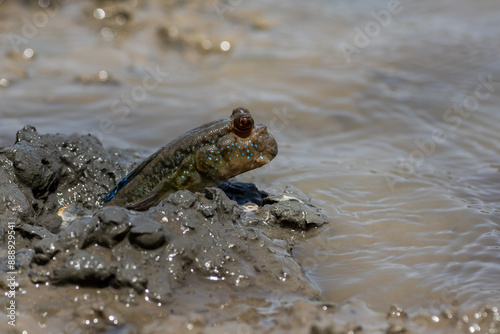 Mudskipper (Periophthalmus barbarus), emerging from its cave in the mud in a mangrove swamp in Gambia (Africa) photo