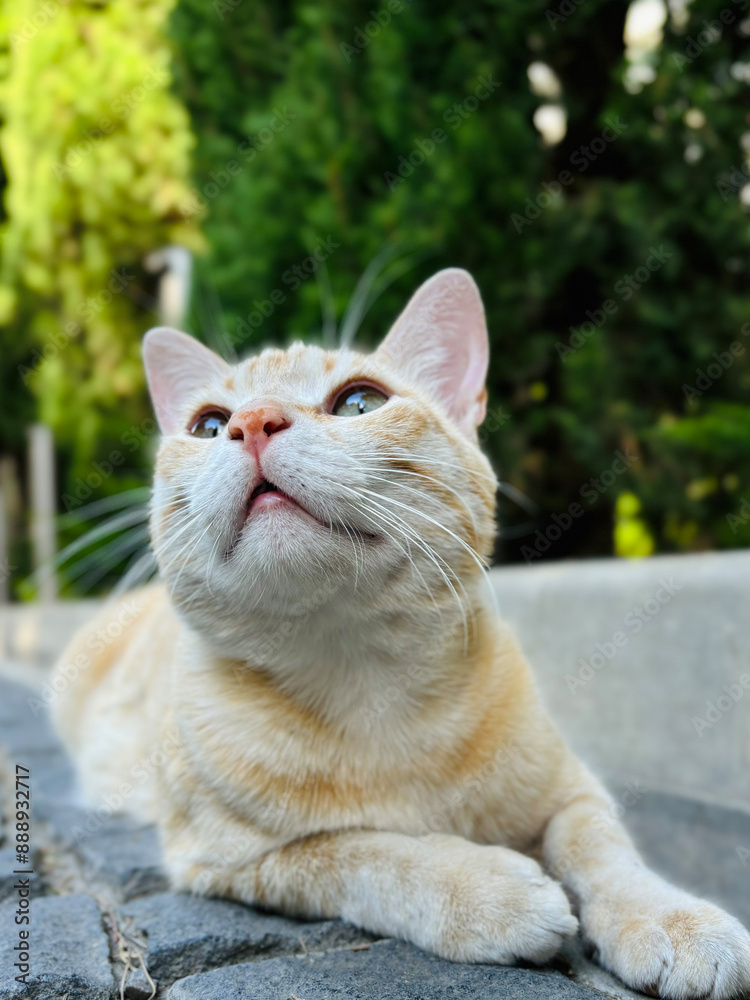 Portrait of a red cat close-up. The cat lies relaxing on the pavement. Portrait of a red cat close-up. The cat lies relaxing on the pavement.