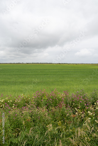 Cereal grain field with wildflower border for pollinators