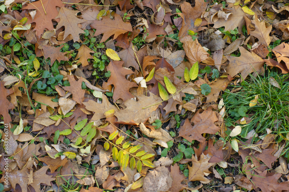 Background - brown fallen leaves of red oak in the grass in mid November Background - brown fallen leaves of red oak in the grass in mid November