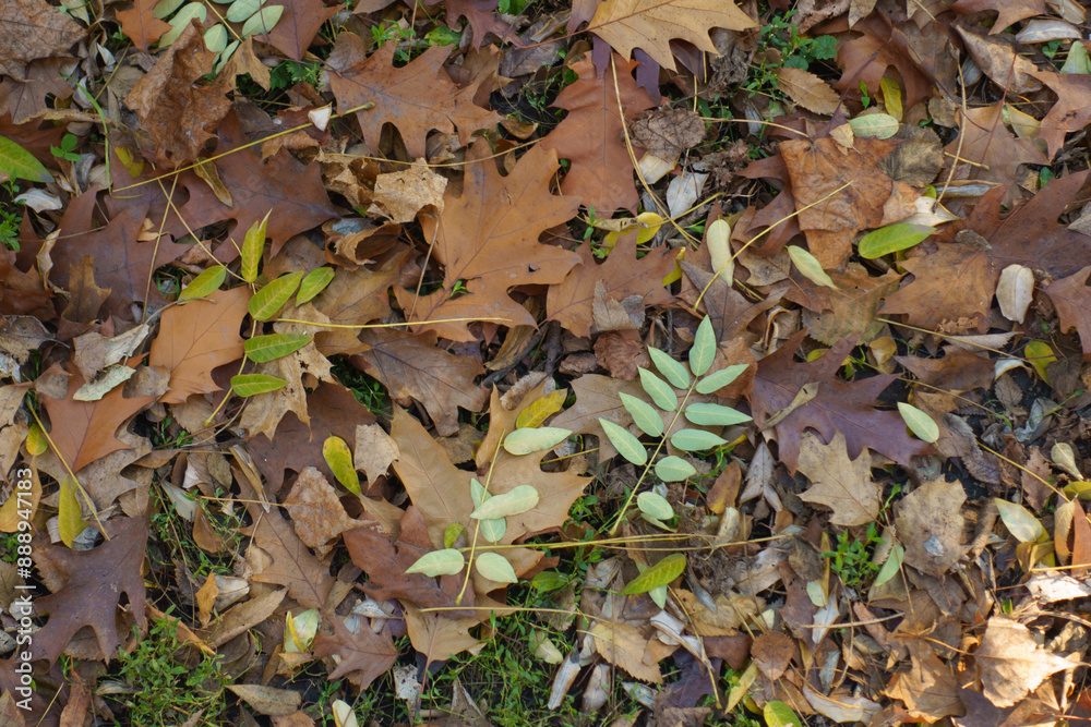 Cover of brown fallen leaves of red oak on the ground in mid November Cover of brown fallen leaves of red oak on the ground in mid November