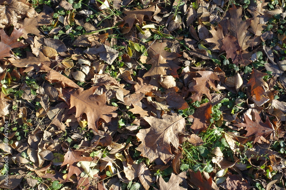 Fallen leaves of red oak on the ground in mid November Fallen leaves of red oak on the ground in mid November
