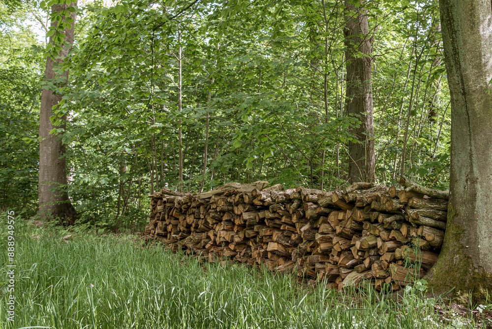 a woodpile of beech in the forest