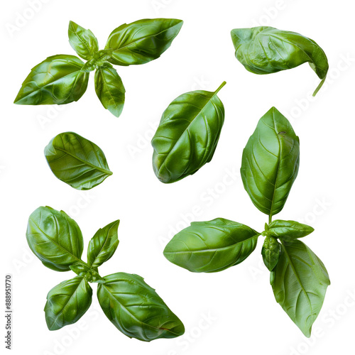 Basil leaves isolated on transparent background. Top view. Flat lay