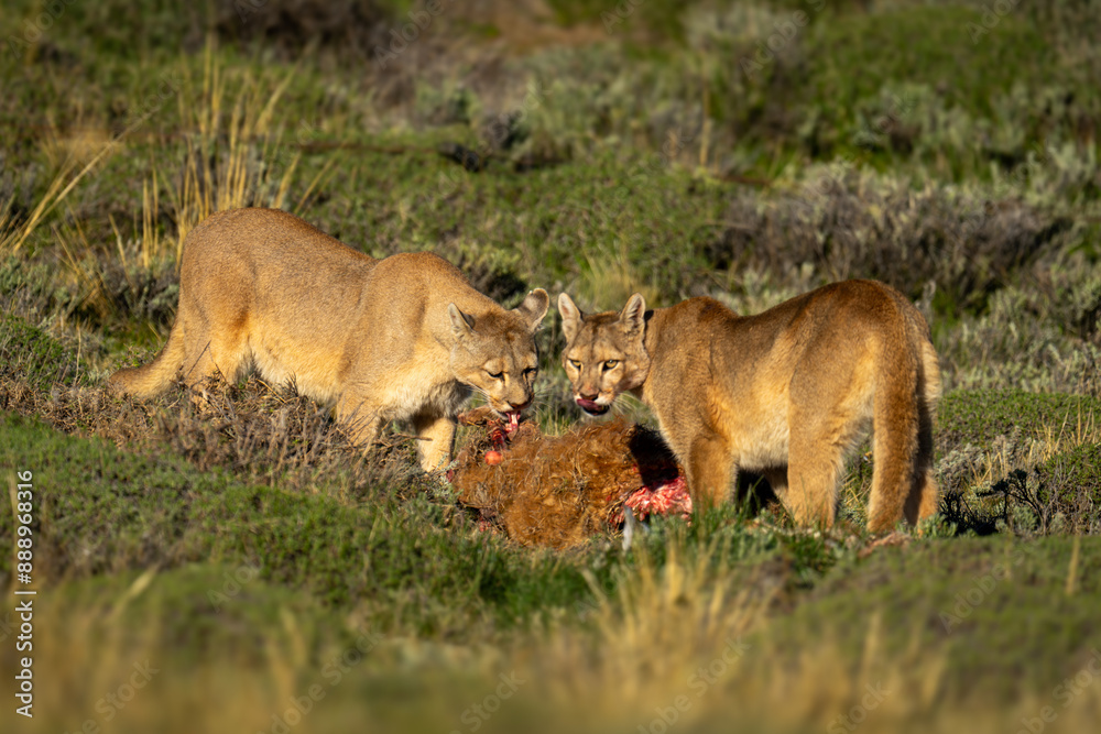 Obraz premium Two pumas in sun feed on guanaco