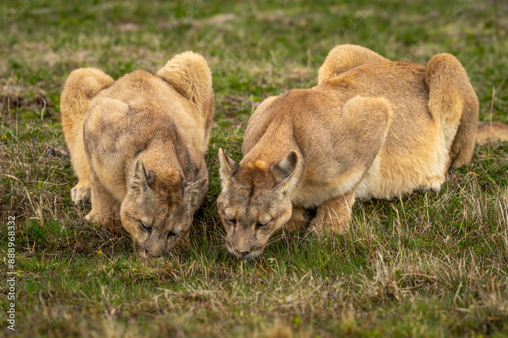 Fototapeta premium Two pumas lie drinking at grassy puddle
