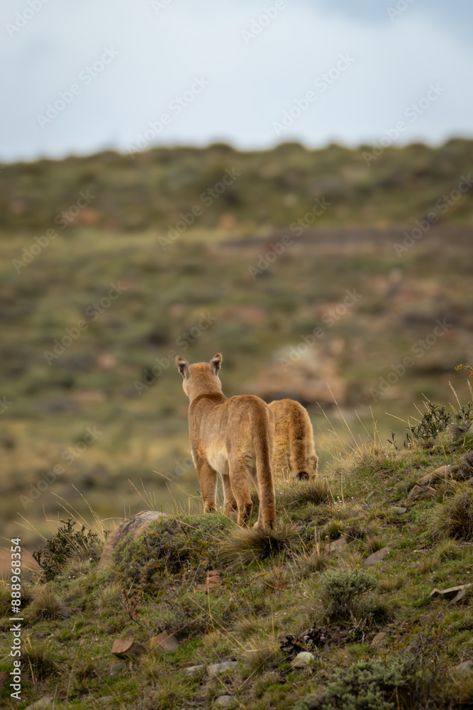 Obraz premium Two pumas stand on slope in scrubland