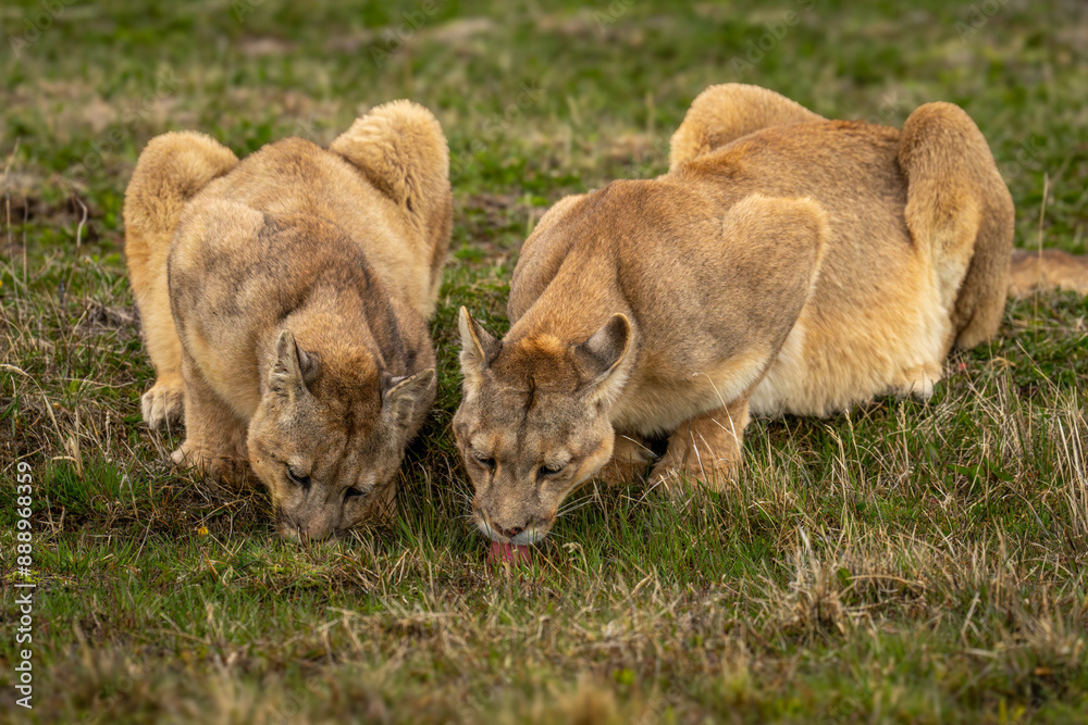 Fototapeta premium Two pumas lie drinking from grassy puddle