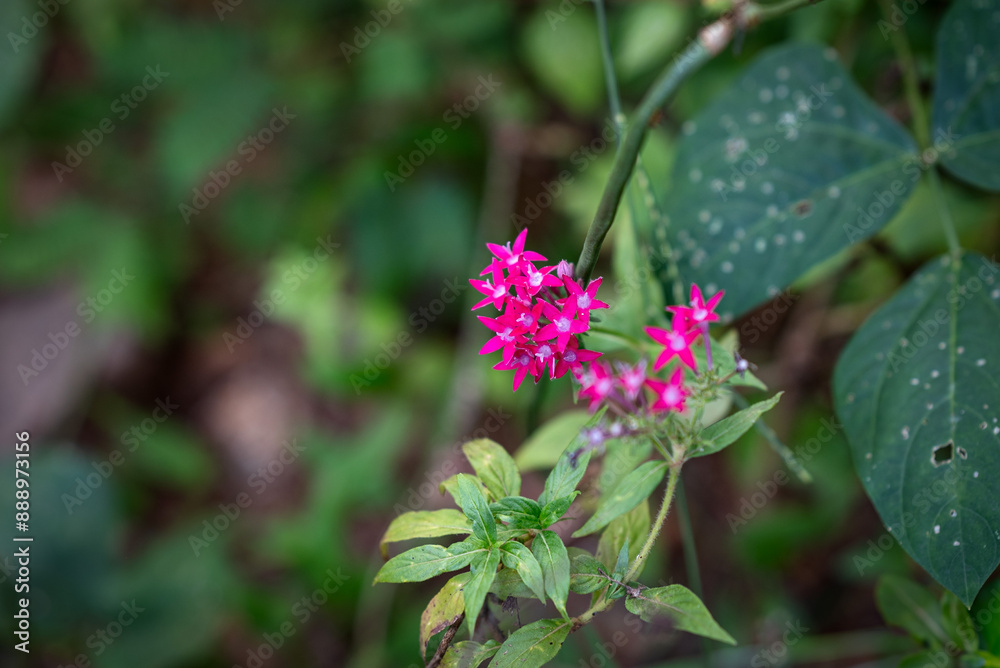 Purple Pentas Flower, also known as Egyptian Star Clusters. Purple Pentas Flower, also known as Egyptian Star Clusters.