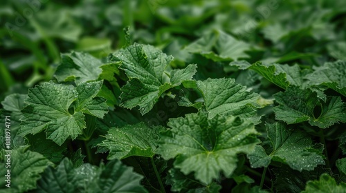 Butterbur plant growing along roadside Enormous green leaves Perennial ground cover grows in damp moist areas Invasive Used in alternative medicine Shallow depth of field