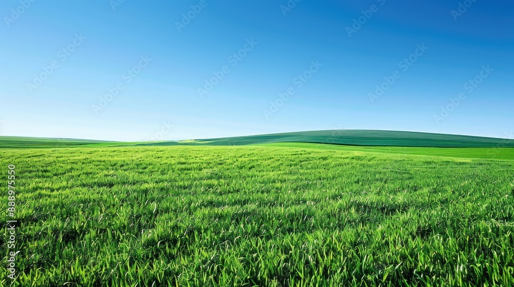 Lush green meadow under clear blue sky Lush green meadow under clear blue sky