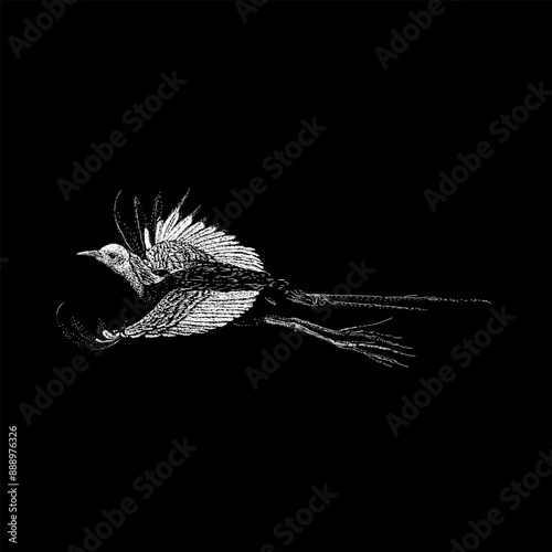 Pheasant-tailed Jacana hand drawing vector isolated on black background.