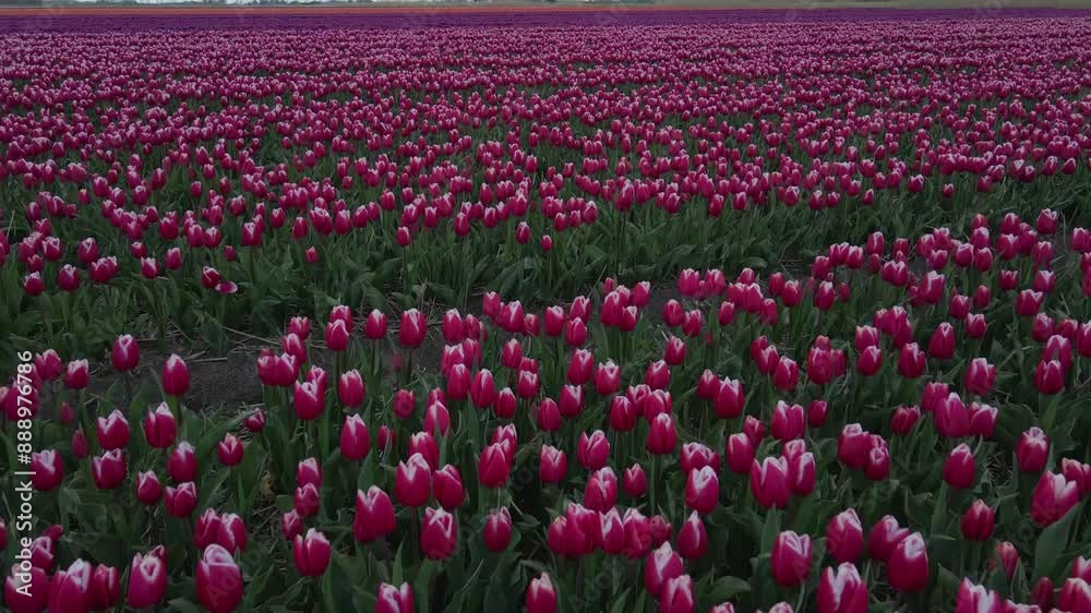 Aerial view of vibrant tulip fields and windmill in springtime, Schagen, North-Holland, Netherlands.