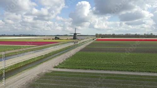 Aerial view of colorful tulip fields with windmill and flowers, Schagen, Netherlands. photo