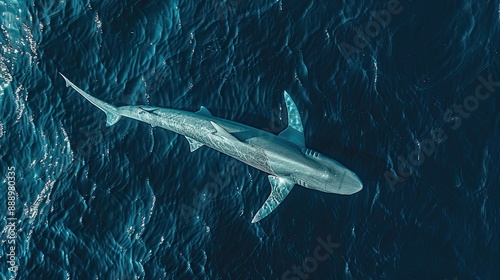 Slender Blue Shark from above Azores photo