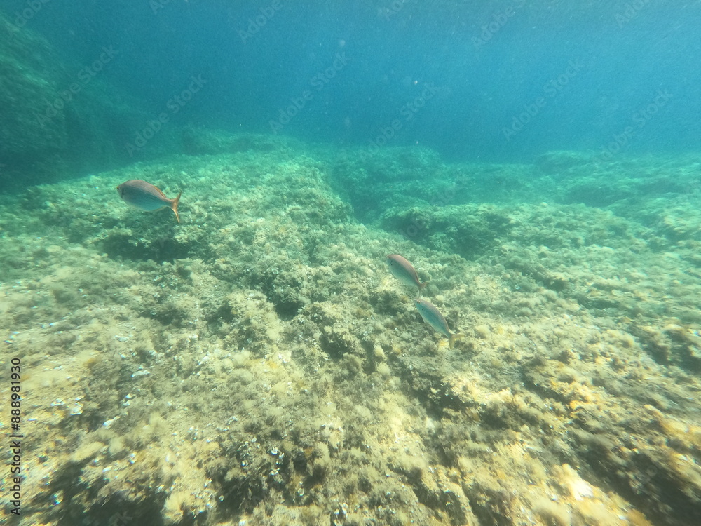 Fototapeta premium Calella de Palafrugell, Gerona, Cataluña, España