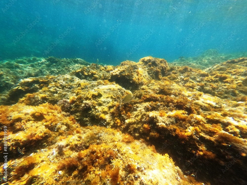 Fototapeta premium Calella de Palafrugell, Gerona, Cataluña, España