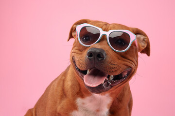 Acrylglasbilder Tierarzt Staffordshire Terrier mit türkiser Brille  © Anna Averianova
