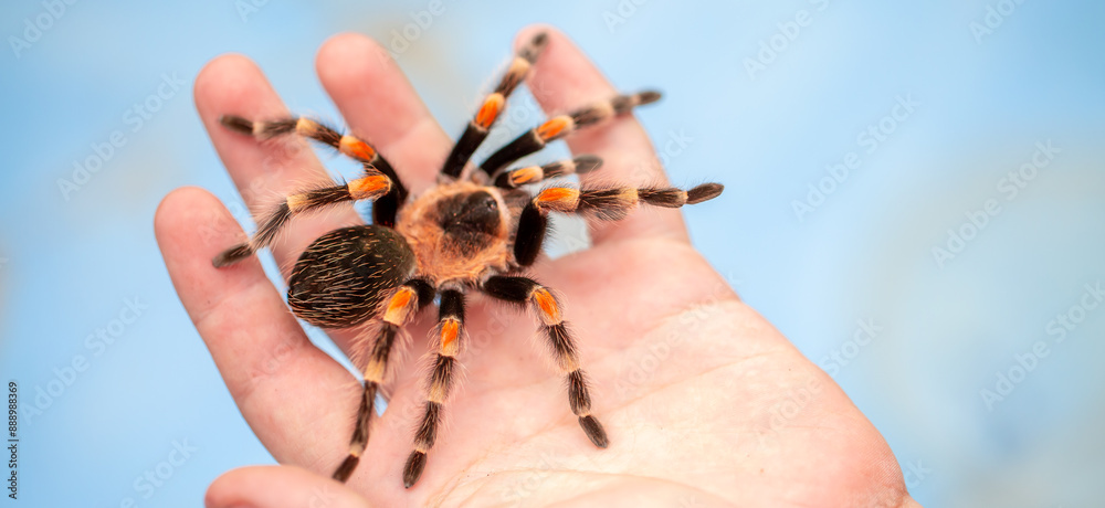Tarantula spider on a man's hand close up. Tarantula spider as a pet. Tarantula spider on a man's hand close up. Tarantula spider as a pet.