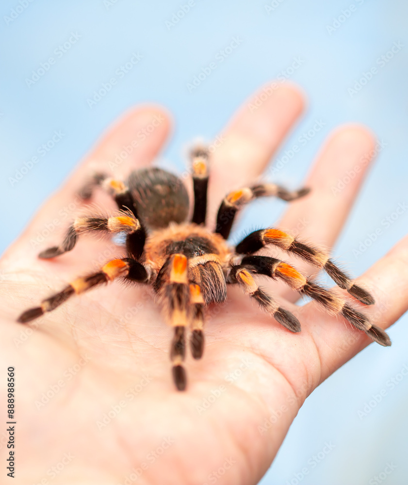 Tarantula spider on a man's hand close up. Tarantula spider as a pet. Tarantula spider on a man's hand close up. Tarantula spider as a pet.