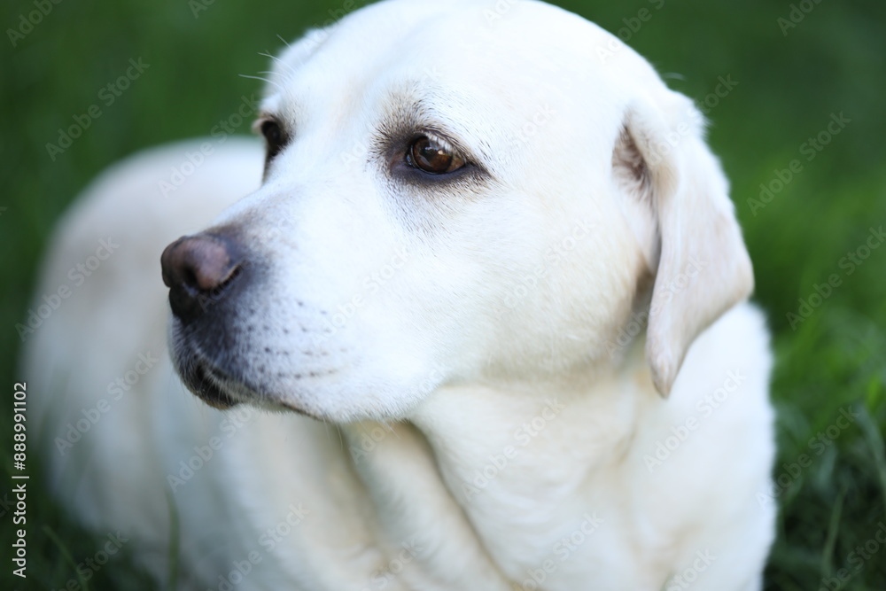 Cute white labrador on grass in summer garden Cute white labrador on grass in summer garden