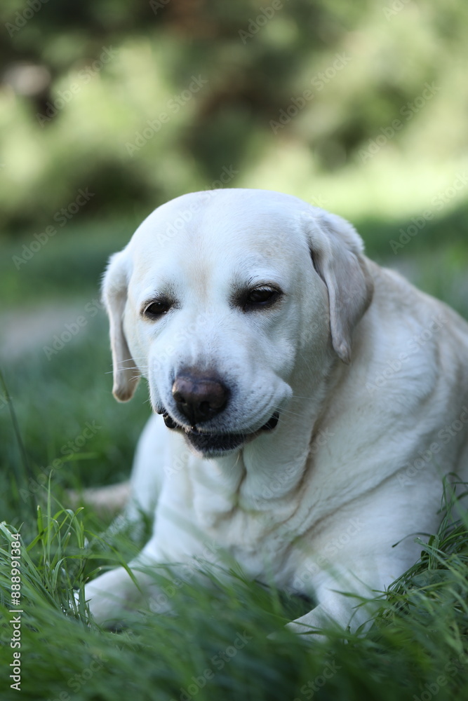 Cute white labrador eating grass in summer garden Cute white labrador eating grass in summer garden