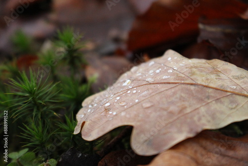 leaf with drops