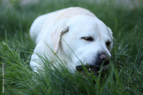 Cute white labrador eating grass in summer garden