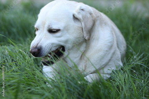Cute white labrador eating grass in summer garden