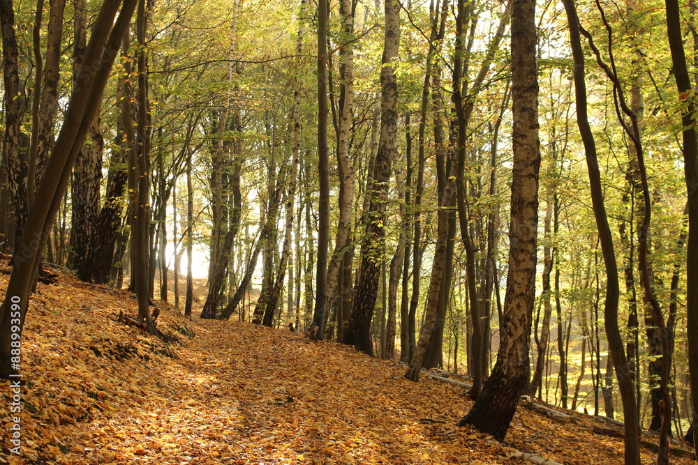 Fototapeta premium forest in autumn
