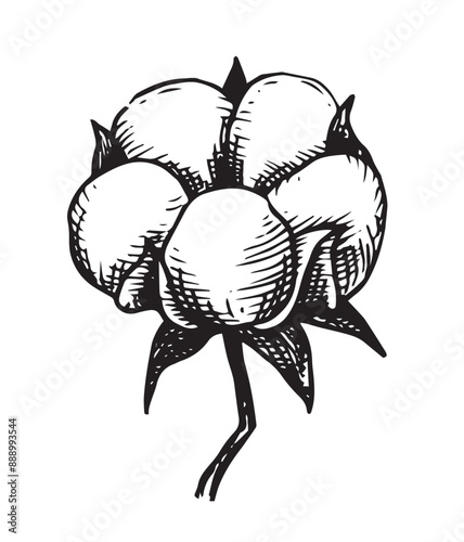 cotton branch. cotton boll, sketch style, vintage