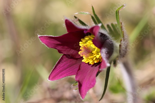 pasqueflower, Küchenschelle