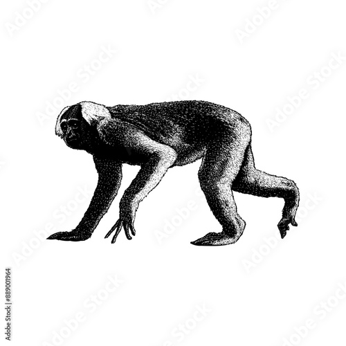 Gibbon hand drawing vector isolated on background.
