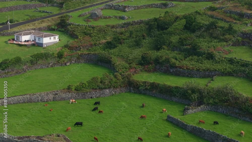 Aerial view of lush green meadow with cows, village, and house, Flores, Azores, Portugal. Aerial view of lush green meadow with cows, village, and house, Flores, Azores, Portugal.