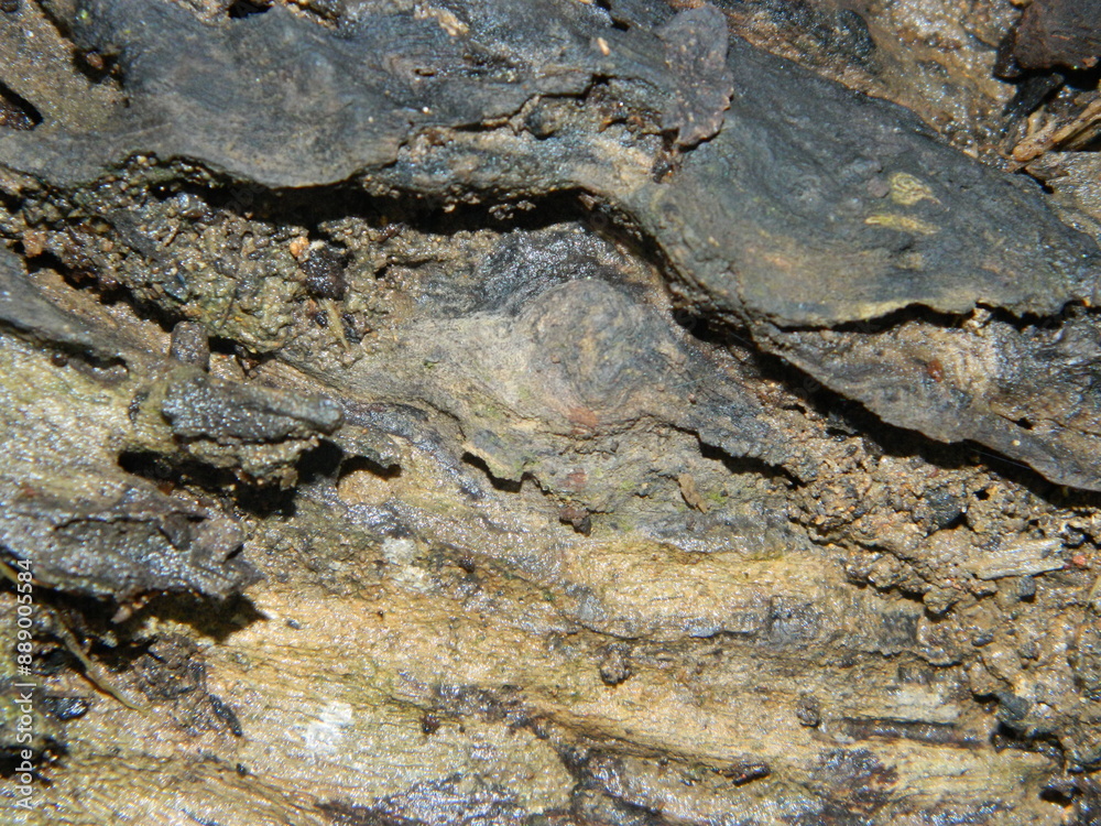 Obraz premium Tree Bark. Scratchy Pattern. Abstract Grainy Background.